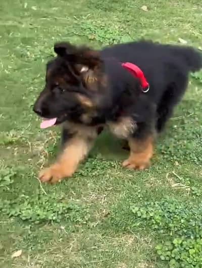 German Shepherd puppies long cot for sale my WhatsApp. 03493731440