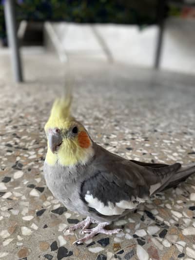 Cocktail parrot