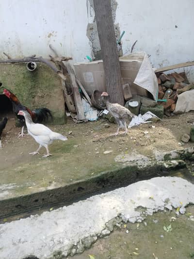 Aseel morgha 6 months old for sale 03431936456 only whatsapp msg