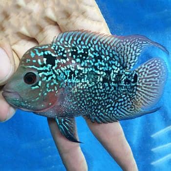 flower horn female