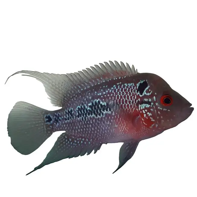 flower horn female — photo 2