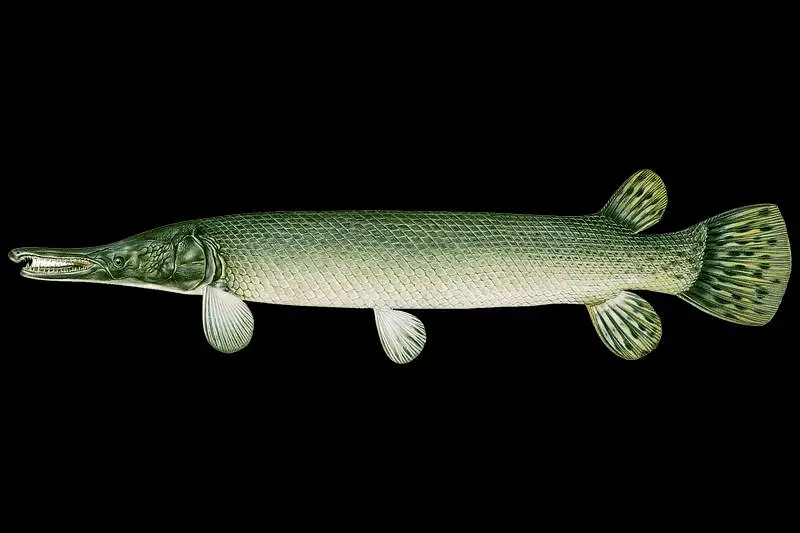 flower horn female — photo 5