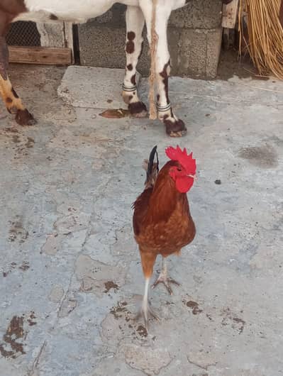 8 male murgay breddar