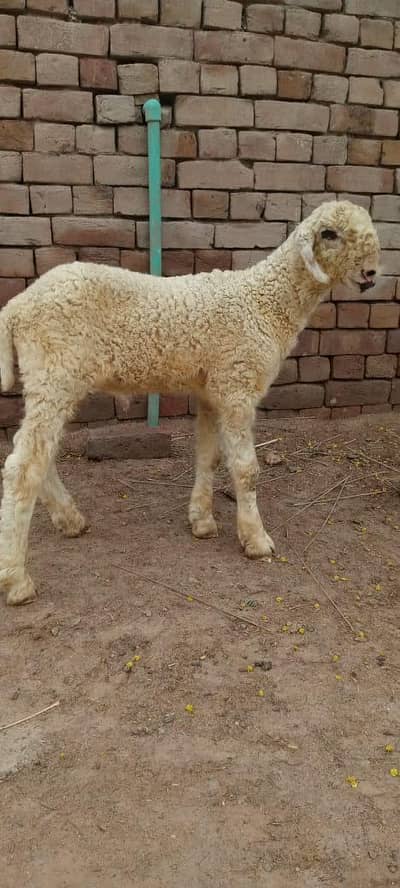 Mundra male baby Whatsapp 03120689129