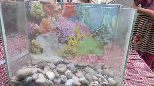 Small fish for sale