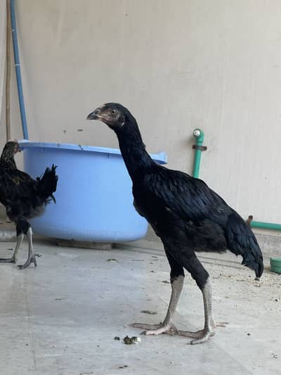 Aseel chicks/ patha for sale
