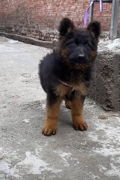 German Shepherd puppies long cot for sale my WhatsApp. 03493731440