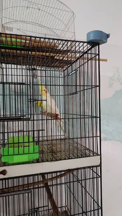 All Birds for sale with New Cage