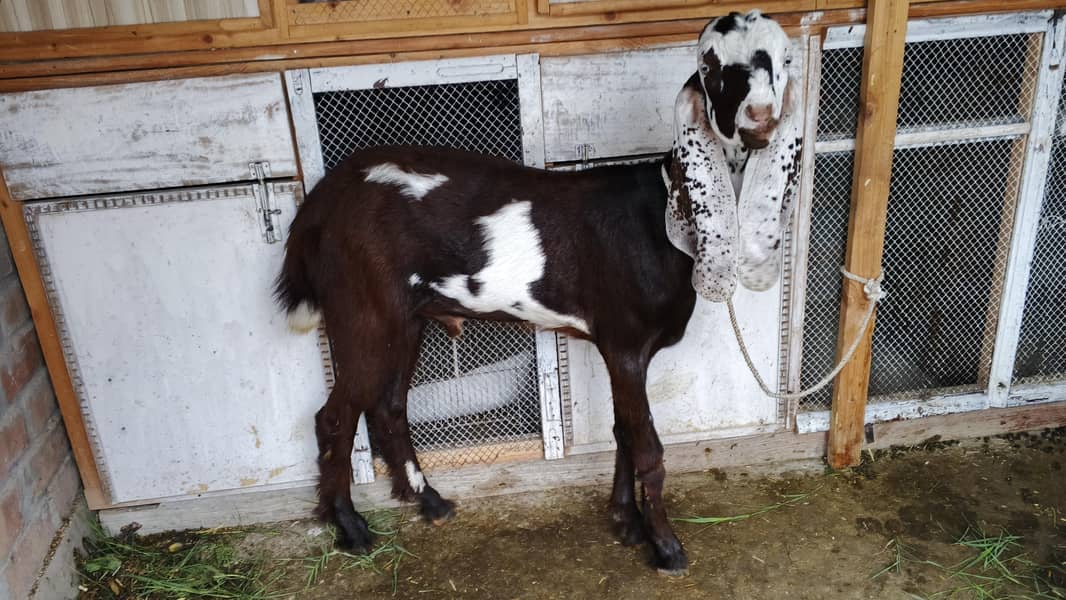 khera bakra 1
