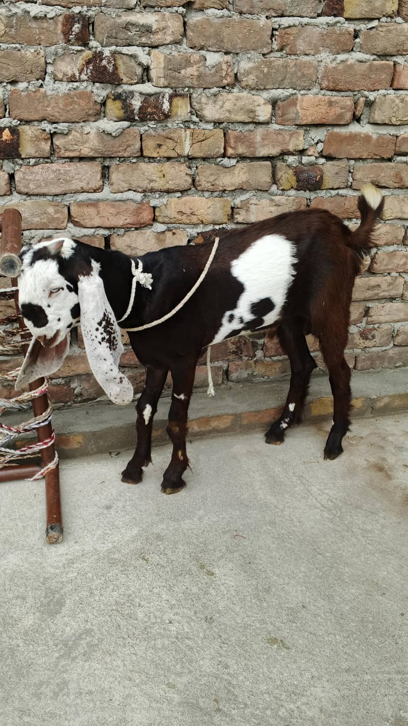 khera bakra 3