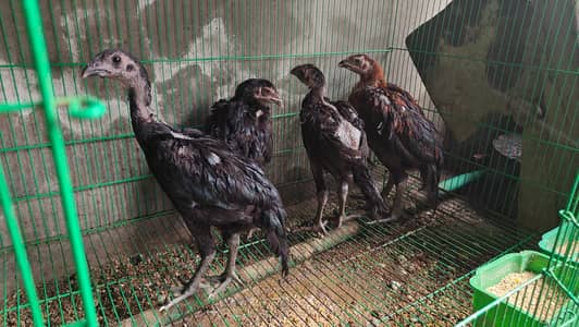 Black Dragon Chicken for Sale/Fancy Black Dragon/Healthy Birds/3 Mont