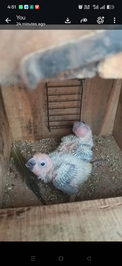 Sunconure chiks parents red factor healthy and active chiks