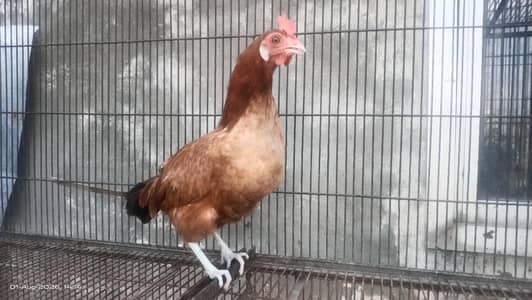 Desi hens