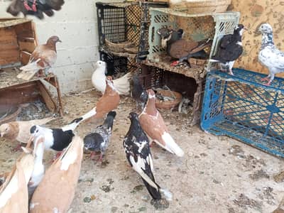 pigeon