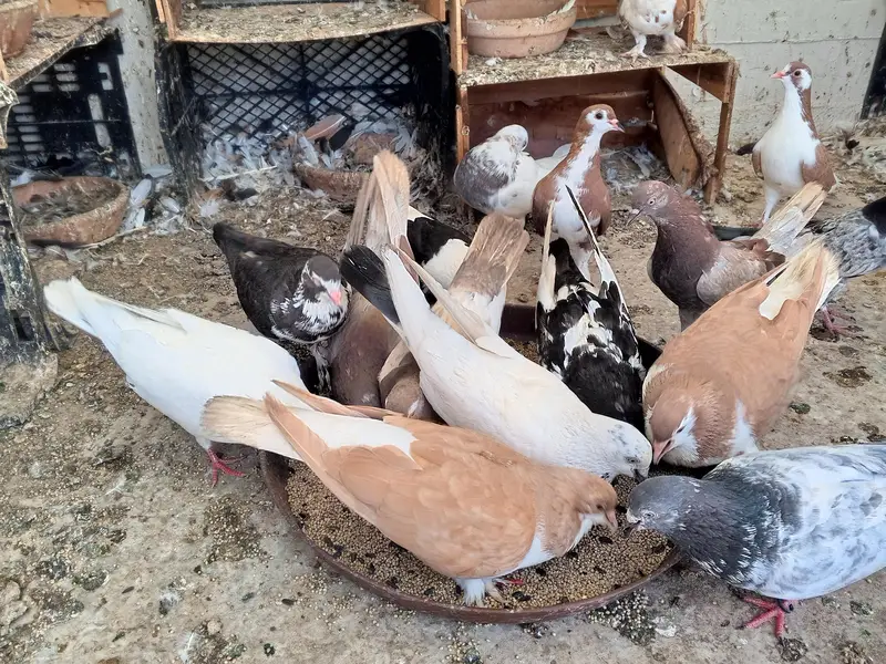 pigeon — photo 3