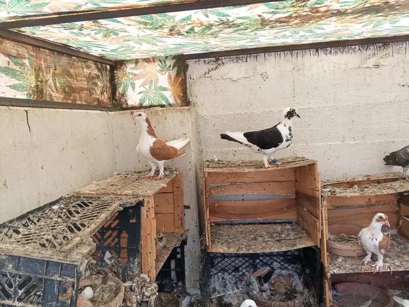 pigeon — photo 4