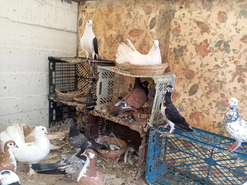 pigeon — photo 6