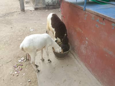 Dumba jori for sale
