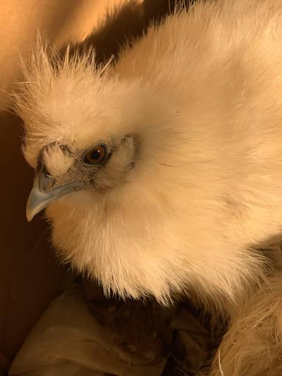 Silky chicken  1 year age only interested people contact