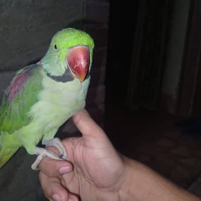 hand tame raw parrot