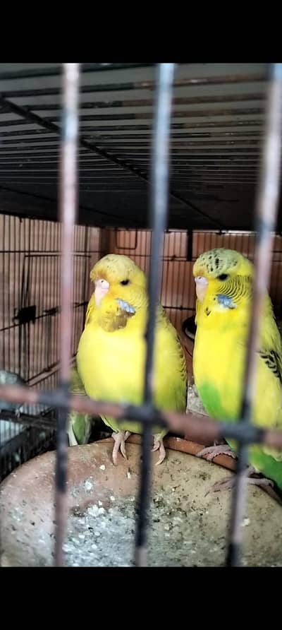 Budgie