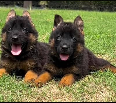 German Shepherd puppies long cot for sale my WhatsApp. 03493731440
