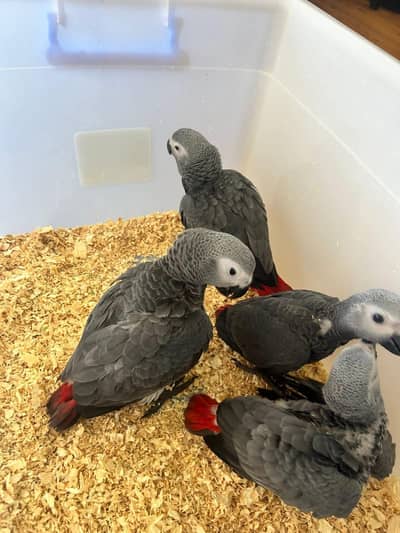 African grey parrot chicks for sale (03326663049)