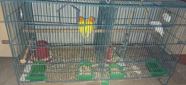 birds setup