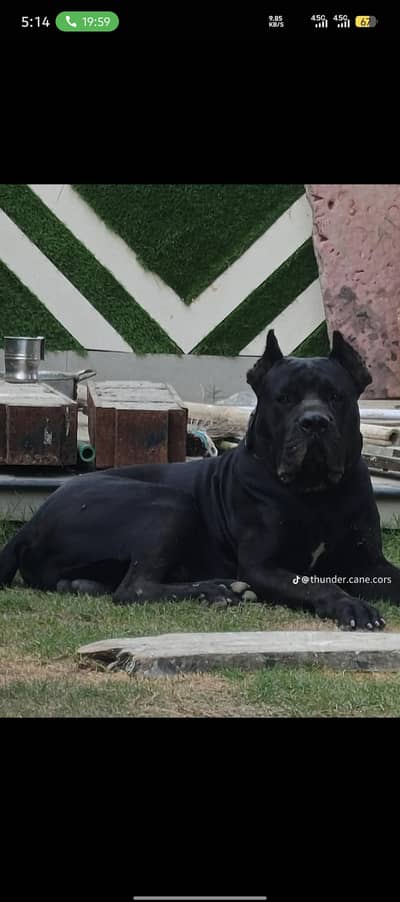 Cane Corso male heavy blood line pedigree