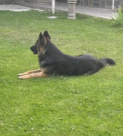 Premium German Shepherd - Army Dog Center Bloodline