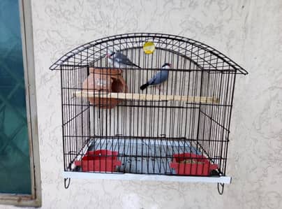 grey Pied java breeder pair for sale with cage and doli 03129196869