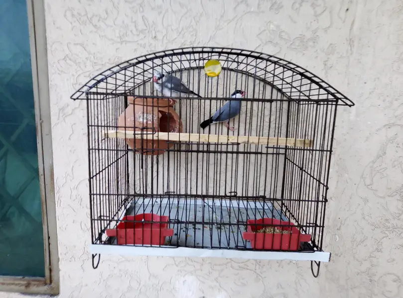 grey Pied java breeder pair for sale with cage and doli 03129196869