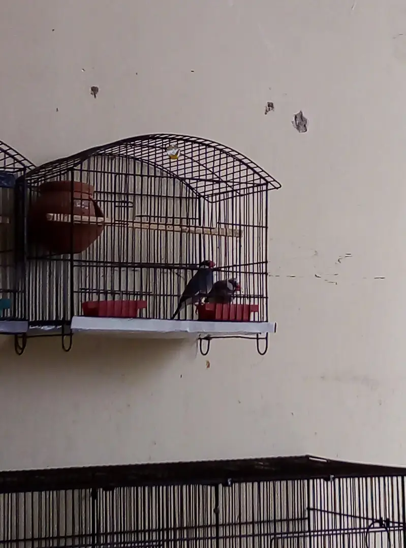 grey Pied java breeder pair for sale with cage and doli 03129196869 — photo 2