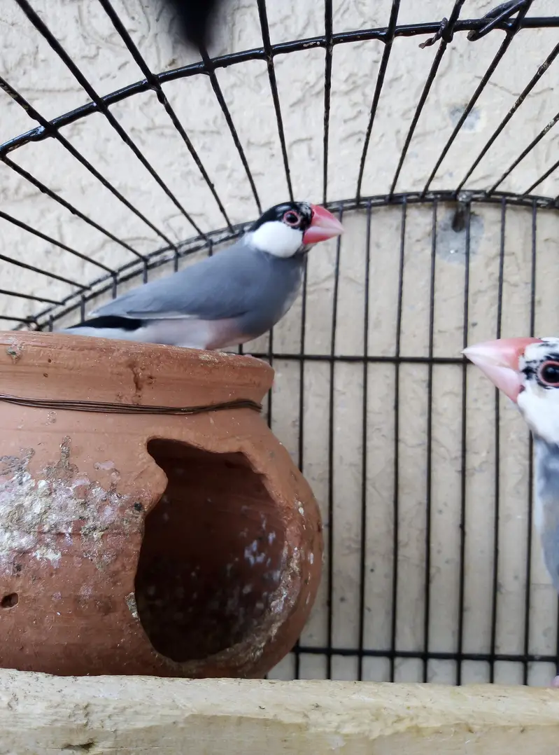 grey Pied java breeder pair for sale with cage and doli 03129196869 — photo 3