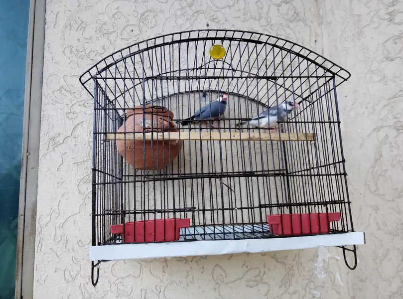 grey Pied java breeder pair for sale with cage and doli 03129196869 — photo 4