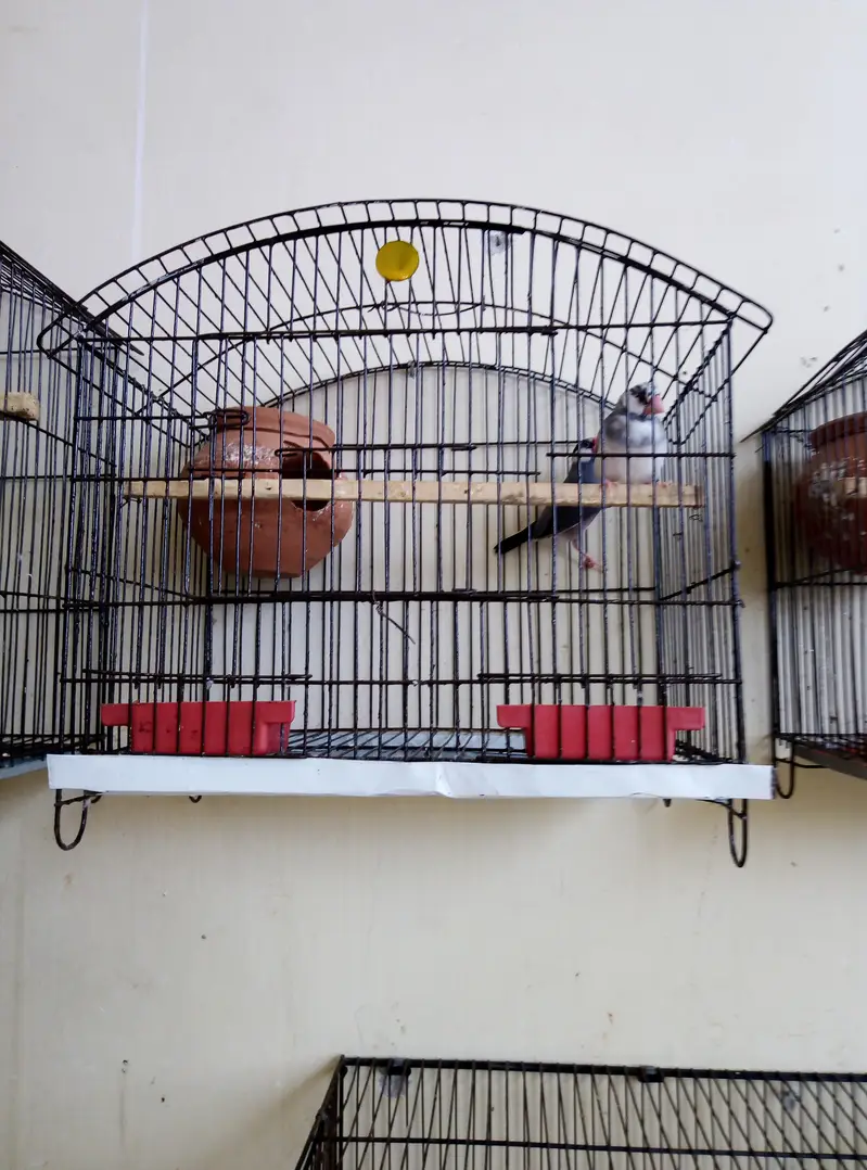 grey Pied java breeder pair for sale with cage and doli 03129196869 — photo 5
