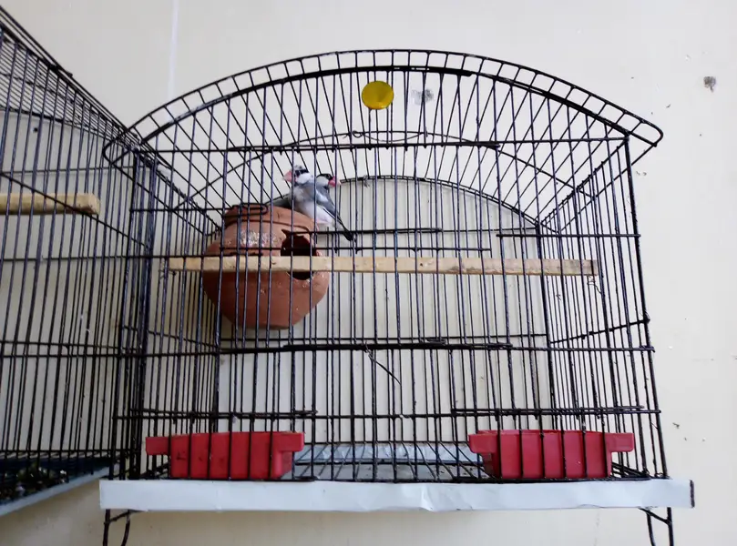 grey Pied java breeder pair for sale with cage and doli 03129196869 — photo 6