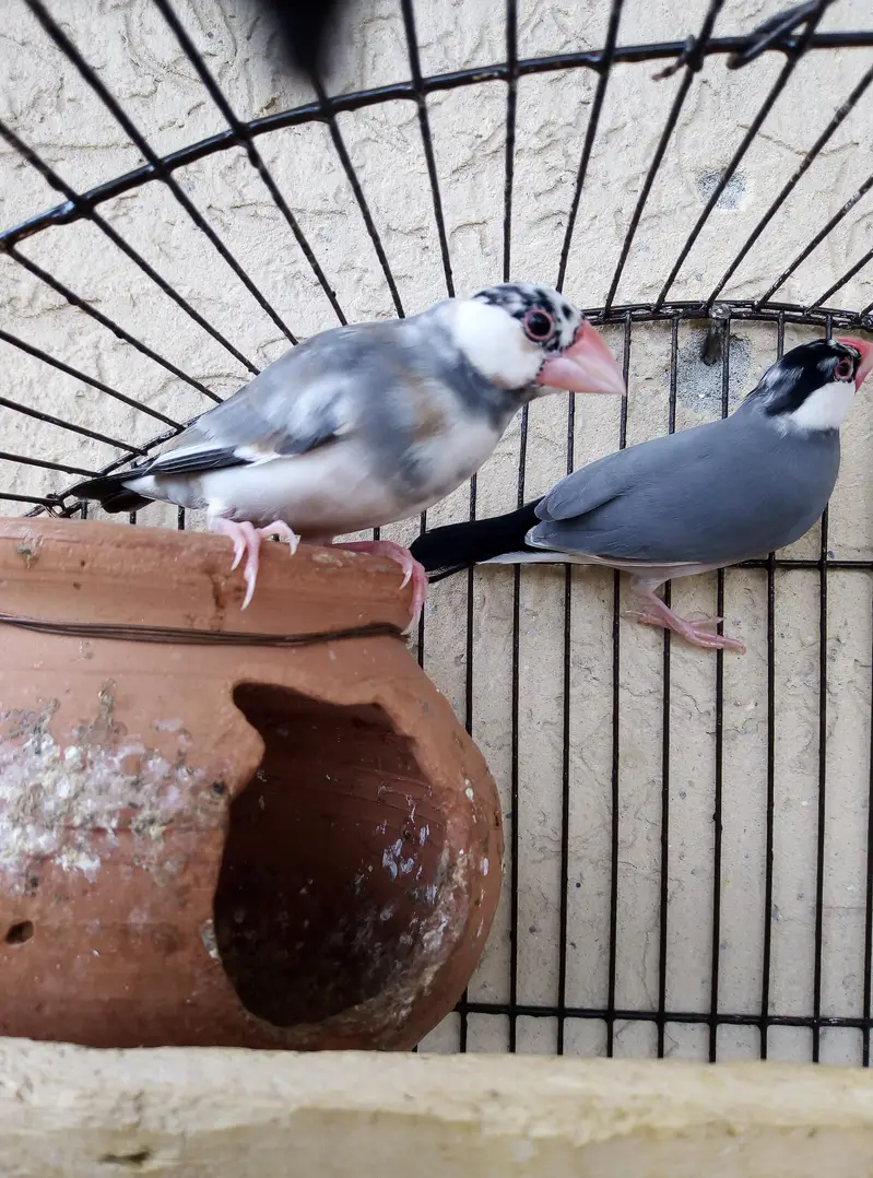 grey Pied java breeder pair for sale with cage and doli 03129196869 — photo 7