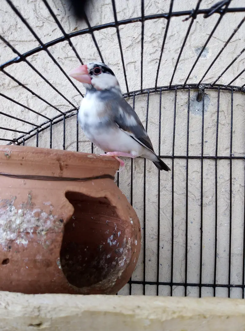 grey Pied java breeder pair for sale with cage and doli 03129196869 — photo 8
