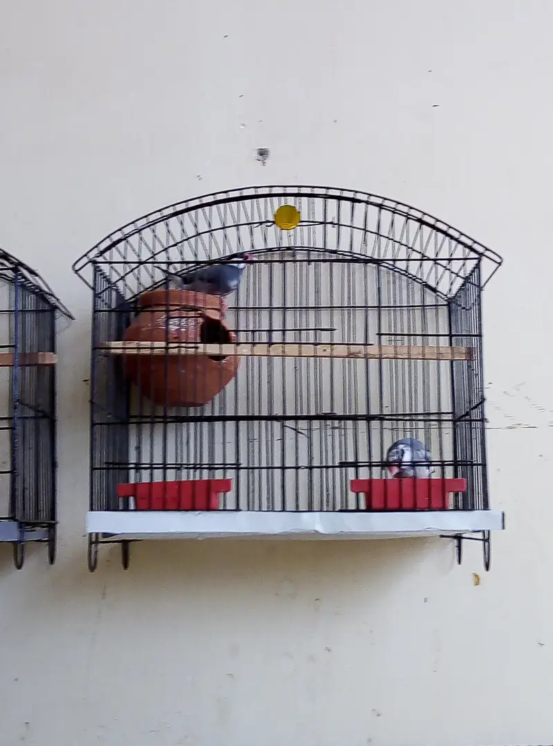 grey Pied java breeder pair for sale with cage and doli 03129196869 — photo 9