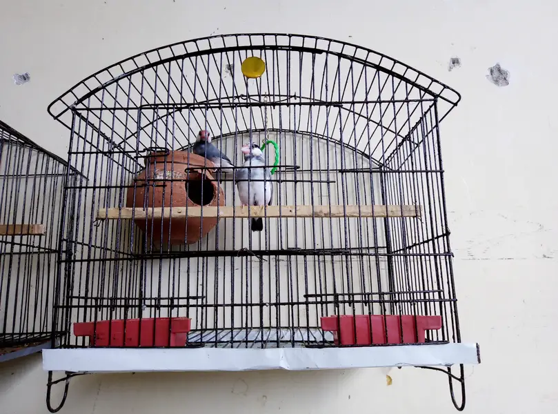 grey Pied java breeder pair for sale with cage and doli 03129196869 — photo 10
