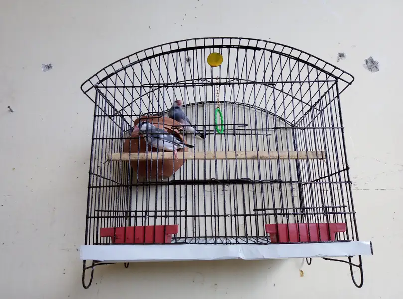 grey Pied java breeder pair for sale with cage and doli 03129196869 — photo 11