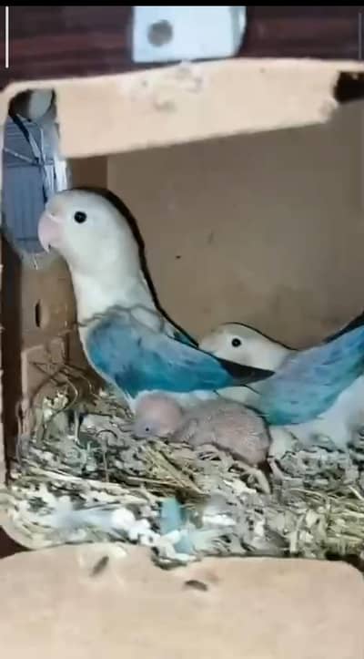 lovebirds breeder pairs  with chiks pair for sale