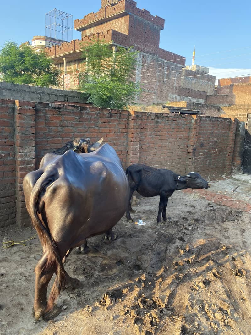 Buffalow 0
