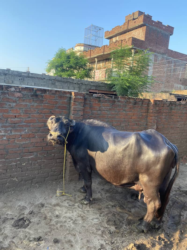 Buffalow 1