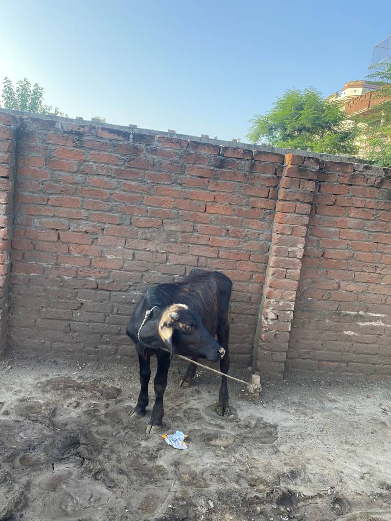 Buffalow 2