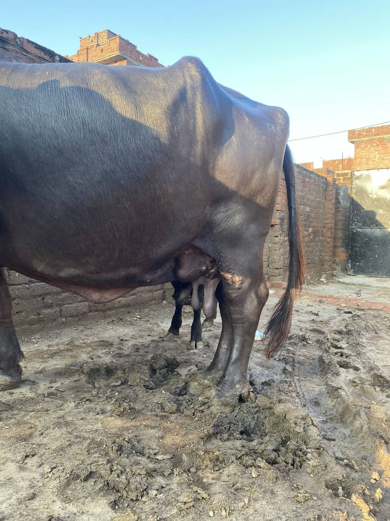Buffalow 3