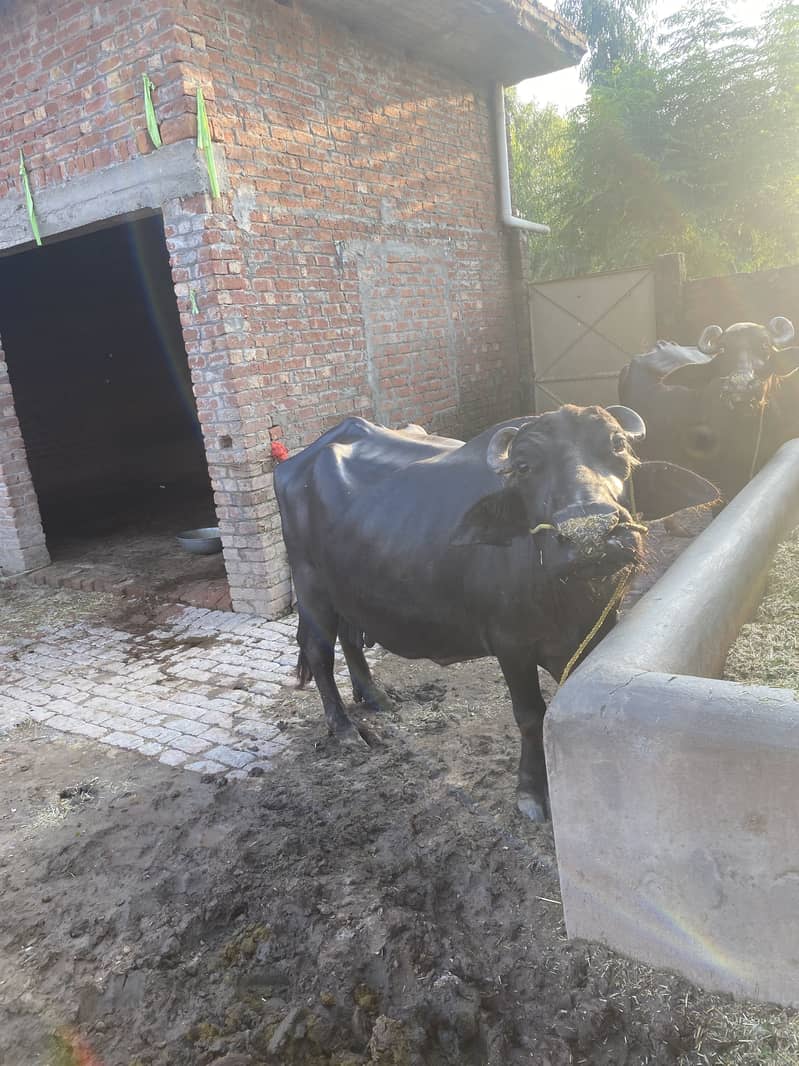 Buffalow 4