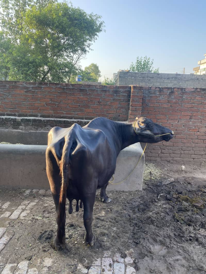 Buffalow 5