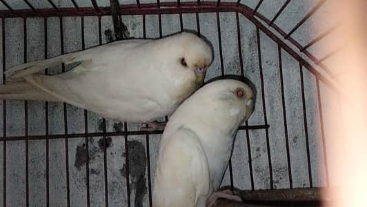 Dun Albino King Size Budgie Non Ring Red Eye Pair.
